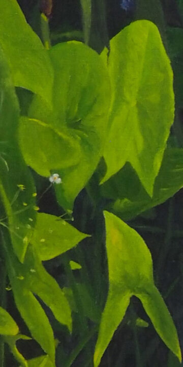 400-Jolande-bij-de-vijver-detail-2.